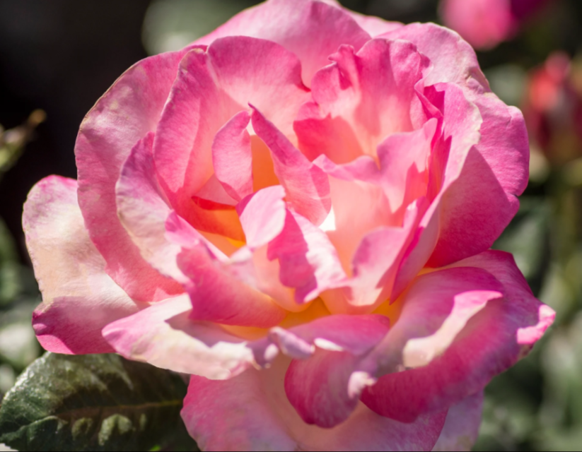 Bush Roses — Van Winden's